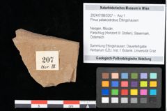 Foto (Objekt + Etikett) von Pinus palaeostrobus Ettingshausen (NHMW-GEO-2024-0188-0207)